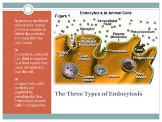 Homeostasis And Cell Transport