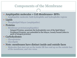 Homeostasis And Cell Transport