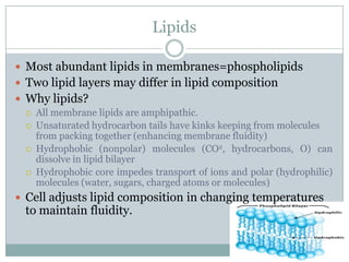 Homeostasis And Cell Transport
