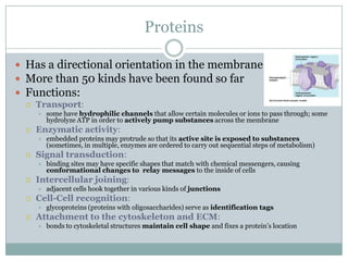 Homeostasis And Cell Transport