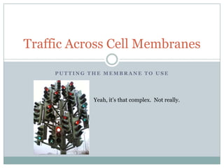 Homeostasis And Cell Transport