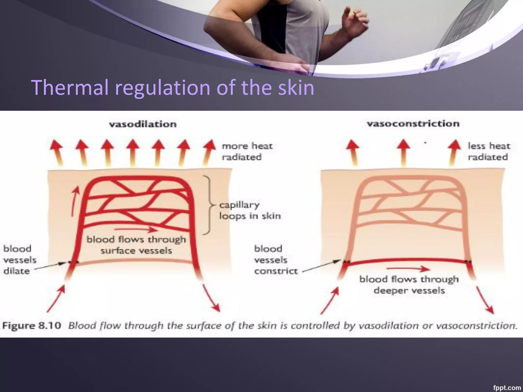 Edexcel IGCSE - Human Biology - Chapter 08 - Homeostasis and Excretion ...