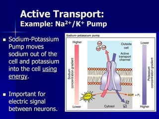 Homeostasis and transport (part 2) | PPT