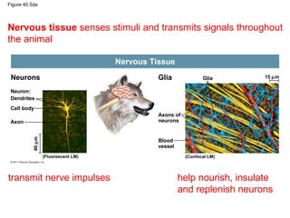 Figure 40.5da

Nervous tissue senses stimuli and transmits signals throughout
the animal
Nervous Tissue
Neurons

Glia

Glia

15 µm

Neuron:
Dendrites
Cell body
Axons of
neurons

40 µm

Axon

Blood
vessel
(Fluorescent LM)

transmit nerve impulses

(Confocal LM)

help nourish, insulate
and replenish neurons

 