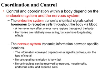 Coordination and Control
• Control and coordination within a body depend on the
endocrine system and the nervous system
– The endocrine system transmits chemical signals called
hormones to receptive cells throughout the body via blood
• A hormone may affect one or more regions throughout the body
• Hormones are relatively slow acting, but can have long-lasting
effects

– The nervous system transmits information between specific
locations
• The information conveyed depends on a signal’s pathway, not the
type of signal
• Nerve signal transmission is very fast
• Nerve impulses can be received by neurons, muscle cells,
endocrine cells, and exocrine cells

 