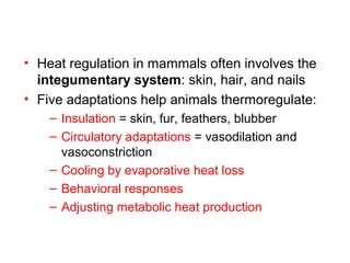 • Heat regulation in mammals often involves the
integumentary system: skin, hair, and nails
• Five adaptations help animals thermoregulate:
– Insulation = skin, fur, feathers, blubber
– Circulatory adaptations = vasodilation and
vasoconstriction
– Cooling by evaporative heat loss
– Behavioral responses
– Adjusting metabolic heat production

 