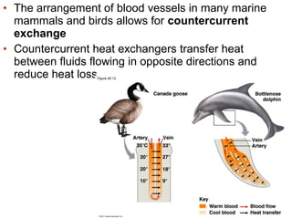• The arrangement of blood vessels in many marine
mammals and birds allows for countercurrent
exchange
• Countercurrent heat exchangers transfer heat
between fluids flowing in opposite directions and
reduce heat loss

 