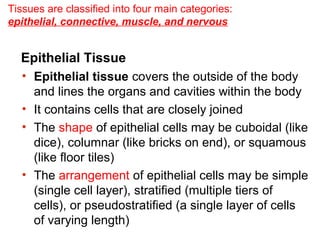 Tissues are classified into four main categories:
epithelial, connective, muscle, and nervous

Epithelial Tissue
• Epithelial tissue covers the outside of the body
and lines the organs and cavities within the body
• It contains cells that are closely joined
• The shape of epithelial cells may be cuboidal (like
dice), columnar (like bricks on end), or squamous
(like floor tiles)
• The arrangement of epithelial cells may be simple
(single cell layer), stratified (multiple tiers of
cells), or pseudostratified (a single layer of cells
of varying length)

 