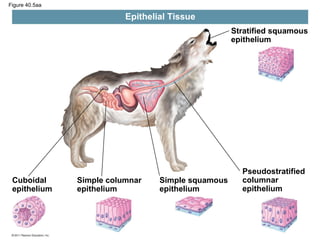 Figure 40.5aa

Epithelial Tissue
Stratified squamous
epithelium

Cuboidal
epithelium

Simple columnar
epithelium

Simple squamous
epithelium

Pseudostratified
columnar
epithelium

 
