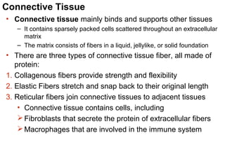 Connective Tissue
• Connective tissue mainly binds and supports other tissues
– It contains sparsely packed cells scattered throughout an extracellular
matrix
– The matrix consists of fibers in a liquid, jellylike, or solid foundation

• There are three types of connective tissue fiber, all made of
protein:
1. Collagenous fibers provide strength and flexibility
2. Elastic Fibers stretch and snap back to their original length
3. Reticular fibers join connective tissues to adjacent tissues
• Connective tissue contains cells, including
 Fibroblasts that secrete the protein of extracellular fibers
 Macrophages that are involved in the immune system

 