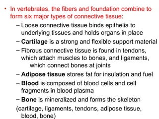 • In vertebrates, the fibers and foundation combine to
form six major types of connective tissue:
– Loose connective tissue binds epithelia to
underlying tissues and holds organs in place
– Cartilage is a strong and flexible support material
– Fibrous connective tissue is found in tendons,
which attach muscles to bones, and ligaments,
which connect bones at joints
– Adipose tissue stores fat for insulation and fuel
– Blood is composed of blood cells and cell
fragments in blood plasma
– Bone is mineralized and forms the skeleton
(cartilage, ligaments, tendons, adipose tissue,
blood, bone)

 