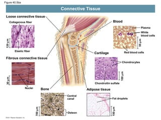 Figure 40.5ba

Connective Tissue
Loose connective tissue
Blood

Collagenous fiber

Plasma

55 µm

120 µm

White
blood cells

Elastic fiber

Red blood cells

Cartilage

Fibrous connective tissue

30 µm

100 µm

Chondrocytes

Chondroitin sulfate
Nuclei

Bone

700 µm

Central
canal

Fat droplets

Osteon

150 µm

Adipose tissue

 