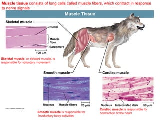 Muscle tissue consists of long cells called muscle fibers, which contract in response
to nerve signals

Muscle Tissue
Skeletal muscle
Nuclei

Muscle
fiber
Sarcomere
100 µm

Skeletal muscle, or striated muscle, is
responsible for voluntary movement

Smooth muscle

Nucleus

Muscle fibers

Cardiac muscle

25 µm

Smooth muscle is responsible for
involuntary body activities

Nucleus

Intercalated disk

50 µm

Cardiac muscle is responsible for
contraction of the heart

 