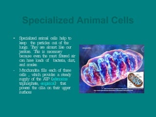 Specialized Animal Cells - Specialized animal cells help to keep  the particles out of the lungs. They are almost like our janitors. This is necessary because even the most filtered air can have loads of  bacteria, dust, and smoke. - Mitochondria fills each of these cells , which provides a steady supply of the ATP ( adenosine  triphosphate ,  empirical )  that powers the cilia on their upper surfaces 