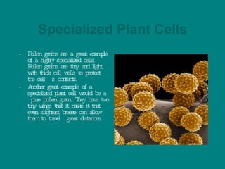 Specialized Plant Cells - Pollen grains are a great example of a highly specialized cells. Pollen grains are tiny and light, with thick cell walls to protect the cell’s contents.  - Another great example of a specialized plant cell would be a  pine pollen grain. They have two tiny wings that it make it that even slightest breeze can allow them to travel  great distances.   