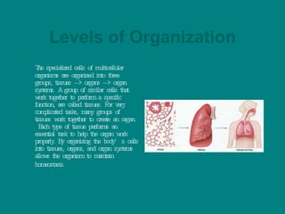 Levels of Organization The specialized cells of multicellular organisms are organized into three groups, tissues --> organs --> organ systems. A group of similar cells that work together to perform a specific function, are called tissues. For very complicated tasks, many groups of tissues work together to create an organ.  Each type of tissue performs an essential task to help the organ work properly. By organizing the body’s cells into tissues, organs, and organ systems allows the organism to maintain homeostasis.   