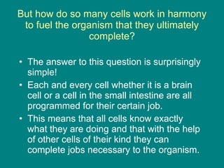But how do so many cells work in harmony to fuel the organism that they ultimately complete? The answer to this question is surprisingly simple! Each and every cell whether it is a brain cell or a cell in the small intestine are all programmed for their certain job. This means that all cells know exactly what they are doing and that with the help of other cells of their kind they can complete jobs necessary to the organism. 