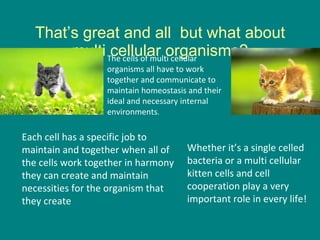That’s great and all  but what about multi cellular organisms? The cells of multi cellular organisms all have to work together and communicate to maintain homeostasis and their ideal and necessary internal environments . Each cell has a specific job to maintain and together when all of the cells work together in harmony they can create and maintain necessities for the organism that they create  Whether it’s a single celled bacteria or a multi cellular kitten cells and cell cooperation play a very important role in every life!  