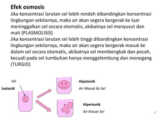Efek osmosis
Jika konsentrasi larutan sel lebih rendah dibandingkan konsentrasi
lingkungan sekitarnya, maka air akan segera bergerak ke luar
meninggalkan sel secara otomatis, akibatnya sel menyusut dan
mati (PLASMOLISIS)
Jika konsentrasi larutan sel lebih tinggi dibandingkan konsentrasi
lingkungan sekitarnya, maka air akan segera bergerak masuk ke
dalam sel secara otomatis, akibatnya sel membengkak dan pecah,
kecuali pada sel tumbuhan hanya menggelembung dan menegang
(TURGID)
21
Isotonik
Hipotonik
Air Masuk Ke Sel
Hipertonik
Air Keluar Sel
Sel
 