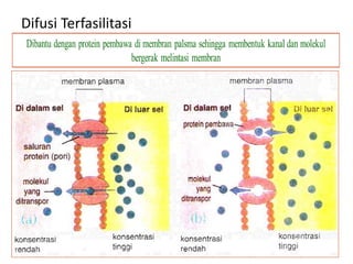 Difusi Terfasilitasi
 