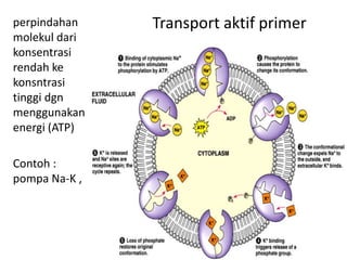 Transport aktif primer
perpindahan
molekul dari
konsentrasi
rendah ke
konsntrasi
tinggi dgn
menggunakan
energi (ATP)
Contoh :
pompa Na-K ,
 