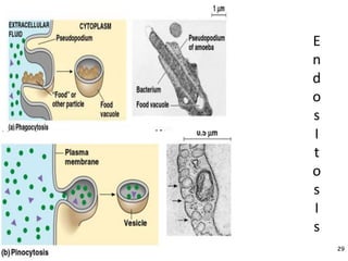 E
n
d
o
s
I
t
o
s
I
s
29
 