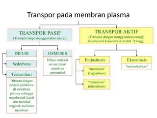 TRANSPOR PASIF
(Transpor tanpa menggunakan energi)
TRANSPOR AKTIF
(Transpor dengan menggunakan energi)
karena dari konsentrasi rendah  tinggi
Transpor pada membran plasma
DIFUSI OSMOSIS
Sederhana
Terfasilitasi
Dibantu dengan
protein pembawa
di membran
palsma sehingga
membentuk kanal
dan molekul
bergerak melintasi
membran
Difusi molekul
air melintasi
membran
permeabel
Endositosis Eksositosis
“memakan”
(fagositosis)
“memuntahkan”
“meminum”
(pinositosis)
 