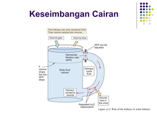 Keseimbangan Cairan
Figure 20-3: Role of the kidneys in water balance
 