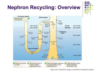 Nephron Recycling: Overview
Figure 20-4: Osmolarity changes as fluid flows through the nephron
 
