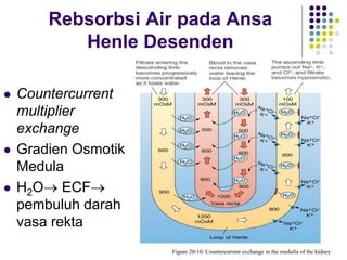  Countercurrent
multiplier
exchange
 Gradien Osmotik
Medula
 H2O ECF
pembuluh darah
vasa rekta
Rebsorbsi Air pada Ansa
Henle Desenden
Figure 20-10: Countercurrent exchange in the medulla of the kidney
 