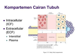  Intracellular
(ICF)
 Extracellular
(ECF)
 Interstitial
 Plasma
Kompartemen Cairan Tubuh
Figure 5-13: Body fluid compartments
 
