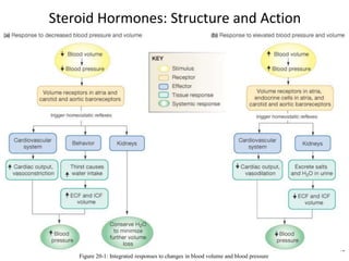 Steroid Hormones: Structure and Action
45
Figure 20-1: Integrated responses to changes in blood volume and blood pressure
 