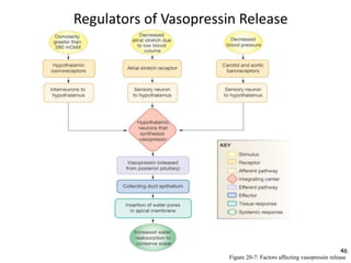 Regulators of Vasopressin Release
46
Figure 20-7: Factors affecting vasopressin release
 