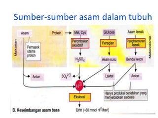 Sumber-sumber asam dalam tubuh
 