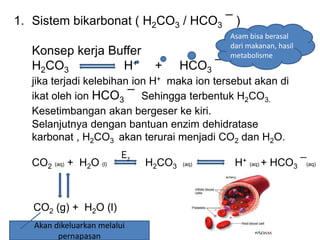 1. Sistem bikarbonat ( H2CO3 / HCO3 ¯ )
Konsep kerja Buffer
H2CO3 H+ + HCO3 ¯
jika terjadi kelebihan ion H+ maka ion tersebut akan di
ikat oleh ion HCO3 ¯ Sehingga terbentuk H2CO3.
Kesetimbangan akan bergeser ke kiri.
Selanjutnya dengan bantuan enzim dehidratase
karbonat , H2CO3 akan terurai menjadi CO2 dan H2O.
CO2 (aq) + H2O (l) H2CO3 (aq) H+ (aq) + HCO3 ¯(aq)
CO2 (g) + H2O (l)
Asam bisa berasal
dari makanan, hasil
metabolisme
Ez
Akan dikeluarkan melalui
pernapasan
 