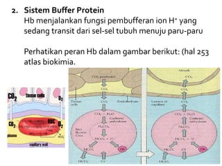 2. Sistem Buffer Protein
Hb menjalankan fungsi pembufferan ion H+ yang
sedang transit dari sel-sel tubuh menuju paru-paru
Perhatikan peran Hb dalam gambar berikut: (hal 253
atlas biokimia.
 