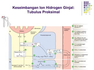 Keseimbangan Ion Hidrogen Ginjal:
Tubulus Proksimal
 