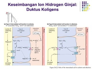 Keseimbangan Ion Hidrogen Ginjal:
Duktus Koligens
Figure 20-22: Role of the intercalated cell in acidosis and alkalosis
 