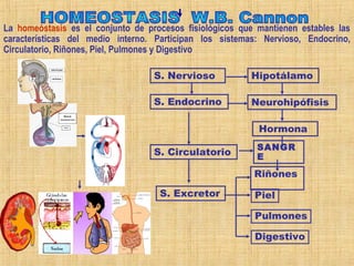 S. Nervioso
Hormona
SANGR
E
Riñones
La homeóstasis es el conjunto de procesos fisiológicos que mantienen estables las
características del medio interno. Participan los sistemas: Nervioso, Endocrino,
Circulatorio, Riñones, Piel, Pulmones y Digestivo
S. Endocrino
S. Circulatorio
Hipotálamo
Neurohipófisis
S. Excretor Piel
Pulmones
Digestivo
 