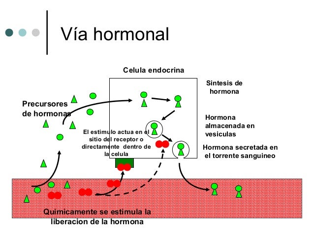 Rol De Las Hormonas En La Homeostasis