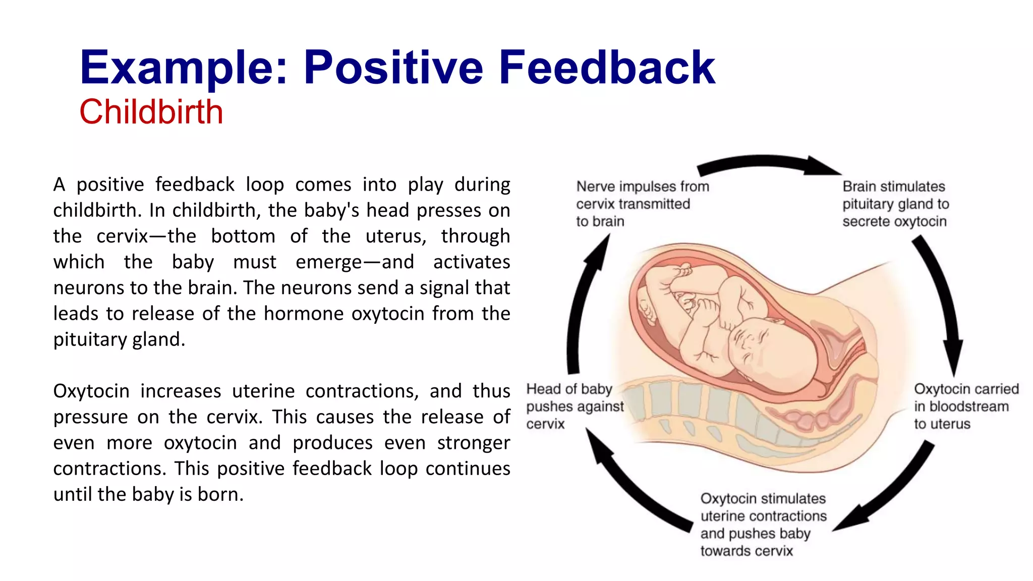 Homeostasis & Control Mechanisms of The Body | PPTX