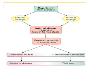 Homeostasis | PPT