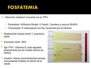    Absorción intestinal: Aumenta con la PTH


     Paracelular Difusión Simple. 4,7meq/L. Duodeno y yeyuno 50-65%
     Transcelular  cotransporte con Na, favorecido por el calcitriol

 Reabsorción tubular-renal: T. proximal y
  distal

 Excreción renal : 90% .

 Eje: PTH - Vitamina D. está regulada
  directamente por los niveles séricos de
  fósforo

 Insulina: reduce concentraciones sericas,
  transvasando fosfatos al interior de la
  celula
 