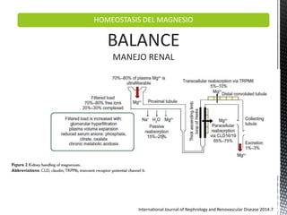 HOMEOSTASIS DEL MAGNESIO
BALANCE
MANEJO RENAL
International Journal of Nephrology and Renovascular Disease 2014:7
 