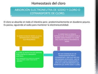 El cloro se absorbe en todo el intestino pero predominantemente en duodeno yeyuno.
Es pasiva, siguiendo al sodio para mantener la electroneutralidad.
ABSORCIÓN ELECTRONEUTRA DE SODIO Y CLORO O
COTRANSPORTE DE CLORO.
EL SODIO SE MUEVE DESDE LA LUZ AL
INTERIOR POR SU GRADIENTE
ELECTROQUÍMICO.
EL CLORO SE MUEVE EN ESTE SENTIDO
PERO CONTRA SU GRADIENTE
ELÉCTRICO.
•ESTE TRANSPORTE DA CUENTA DE LA MAYOR
PARTE DE SODIO, CLORO Y AGUA QUE SE
ABSORBEN.
NO HAY EVIDENCIAS DE UN
TRANSPORTADOR PARA EL
COTRANSPORTE, SINO QUE HAY DOS
MECANISMOS ACOPLADOS, UNO DE
ANTIPORTE SODIO-HIDROGENIÓN Y
OTRO DE CLORO-BICARBONATO QUE
PERMITEN QUE ENTRE SODIO Y CLORO.
EL SODIO SALE AL ESPACIO
EXTRACELULAR ACTIVAMENTE POR LA
BOMBA SODIO-POTASIO Y EL CLORO
SALE A ESTE ESPACIO SIGUIENDO AL
SODIO.
 