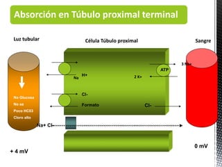 Absorción en Túbulo proximal terminal
Na
H+
Cl-
Formato
ATP
Cl-
Na+ Cl-
Luz tubular SangreCélula Túbulo proximal
+ 4 mV
0 mV
3 Na+
2 K+
No Glucosa
No aa
Poco HC03
Cloro alto
 