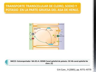 TRANSPORTE TRANSCELULAR DE CLORO, SODIO Y
POTASIO EN LA PARTE GRUESA DEL ASA DE HENLE.
NKCC2: Cotransportador NA-2CL-K. ROMK Canal epitelial de potasio. CIC-Kb canal epitelial de
cloro. (5)
Crit Care., 9 (2005), pp. R771–R779
 