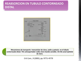 REABSORCION EN TUBULO CONTORNEADO
DISTAL
Mecanismos de transporte transcelular de cloro, sodio y potasio en el túbulo
contorneado distal. TSC cotrasportador sodio cloro-tiazido sensible. CIC-Kb canal epitelial
de cloro.
Crit Care., 9 (2005), pp. R771–R779
 