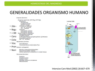  2do catión intracelular
 Regulador de funciones celulares
 > 300 reacciones
 Canales iónicos
 Ciclos metabólicos
 Vías de señalización
 Promedio diario 360 mg
 Normal 1.4-2.3 mEq/L
HOMEOSTASIS DEL MAGNESIO
Intensive Care Med (2002) 28:667–679
 