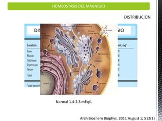 HOMEOSTASIS DEL MAGNESIO
Normal 1.4-2.3 mEq/L
Arch Biochem Biophys. 2011 August 1; 512(1)
DISTRIBUCION CORPORAL DE MAGNESIO
 